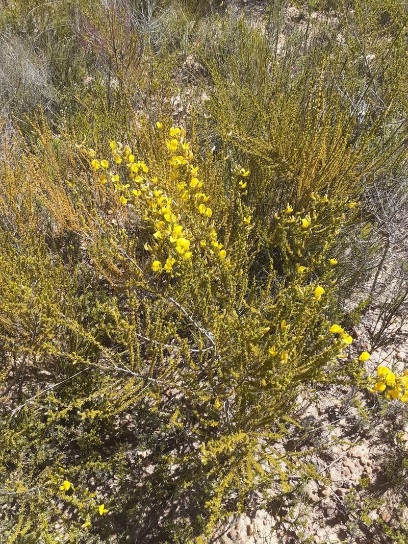 Aspalathus galeata