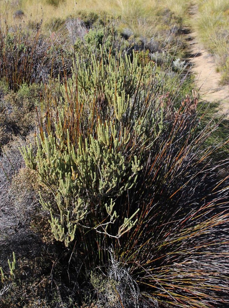 Aspalathus galeata photo 3