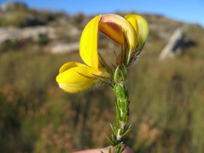 Aspalathus galeata photo 5