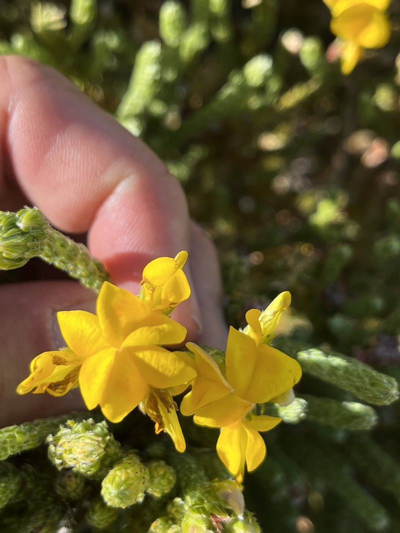 Aspalathus galeata photo 8