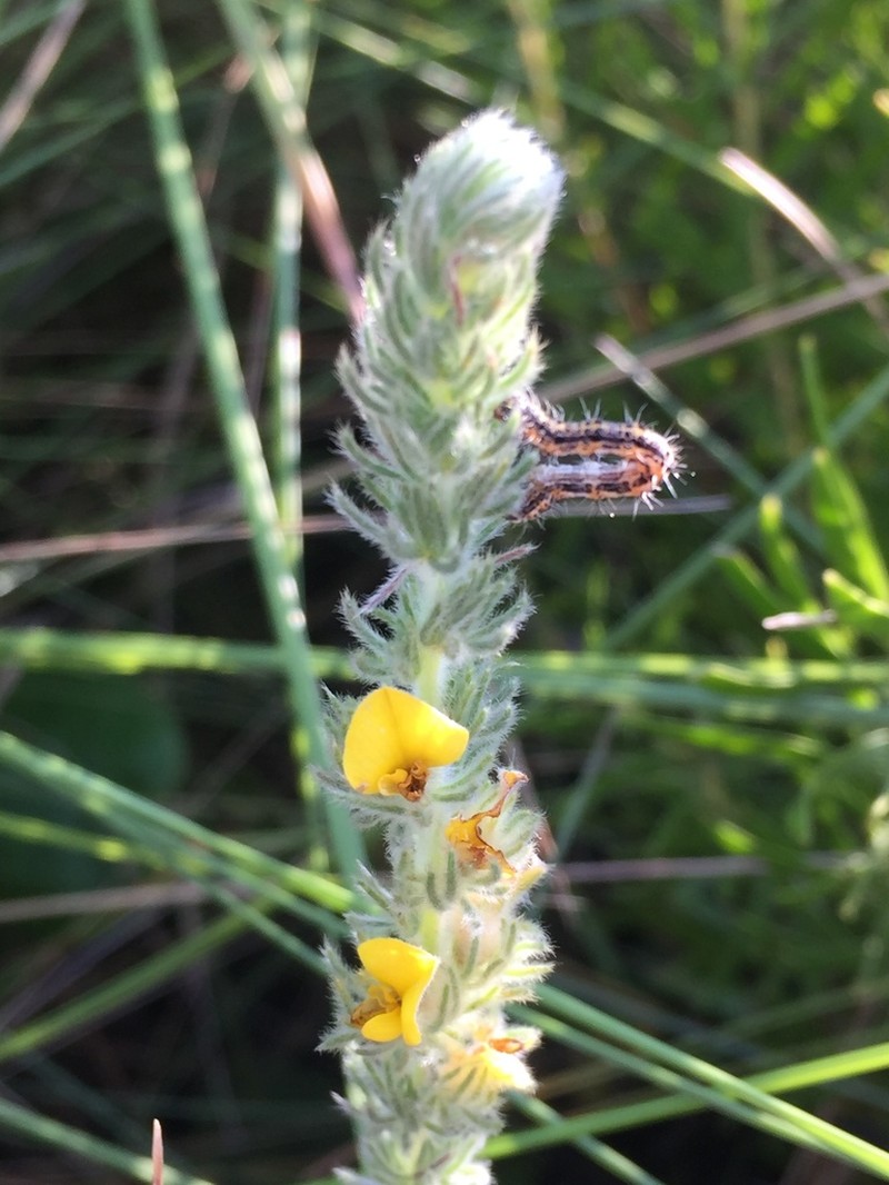 Aspalathus gerrardii photo 2