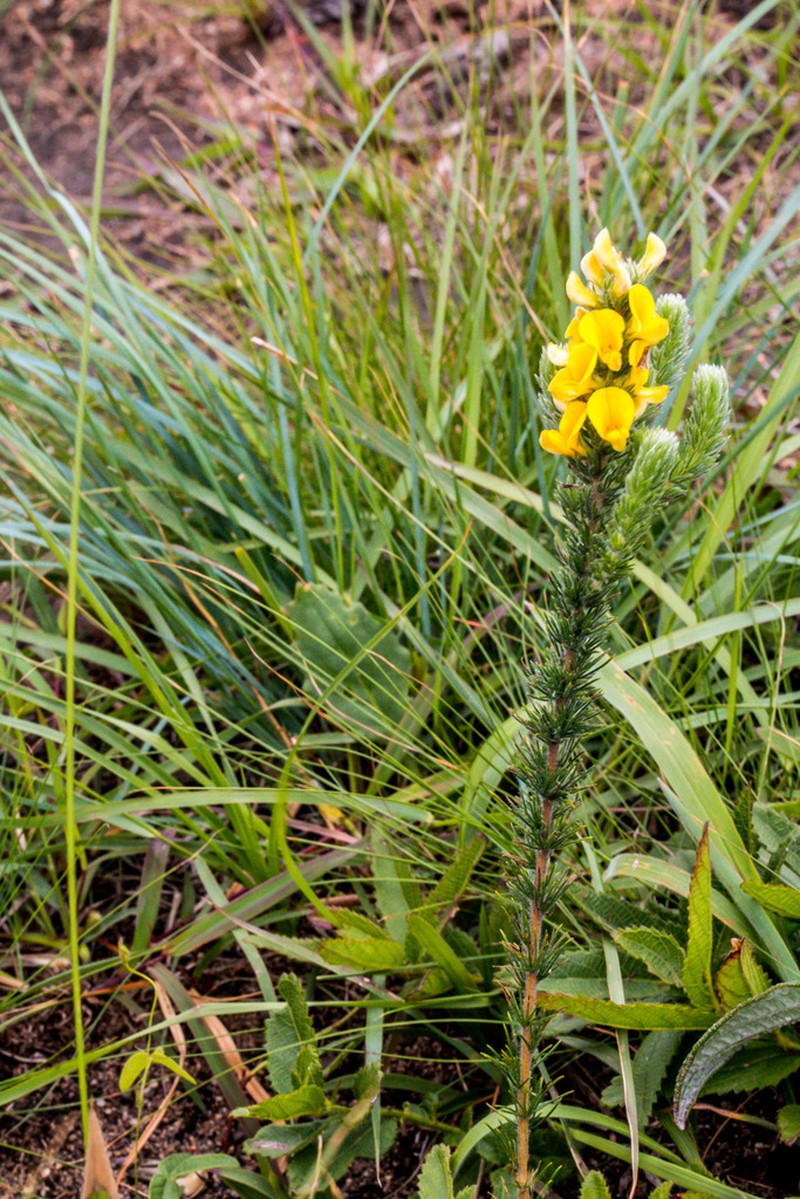 Aspalathus gerrardii photo 3
