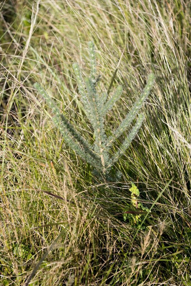 Aspalathus gerrardii photo 4