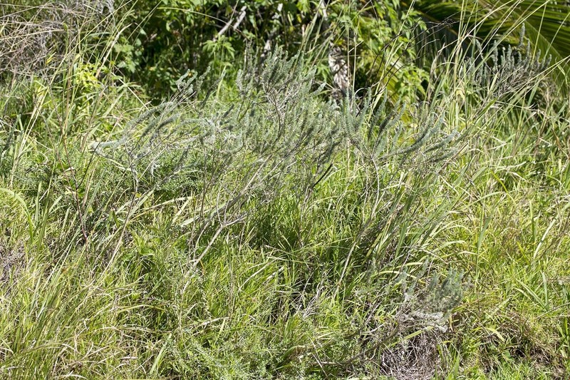 Aspalathus gerrardii photo 5