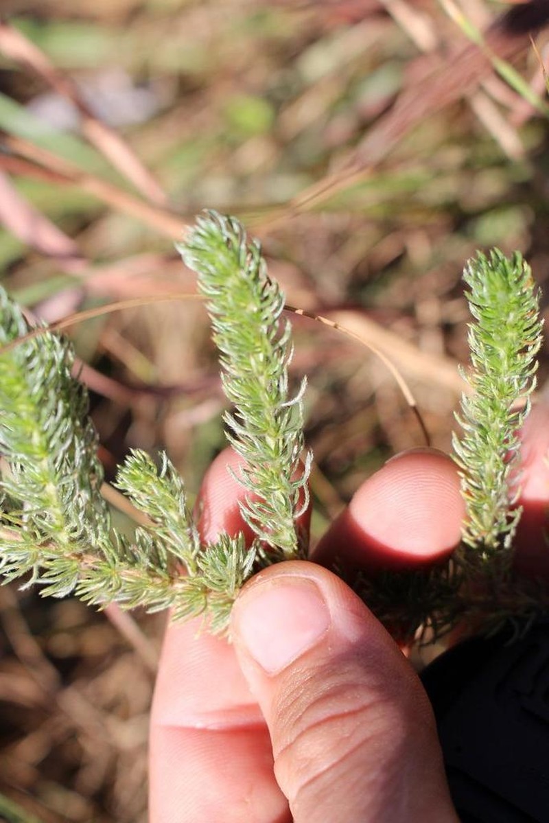 Aspalathus gerrardii photo 6