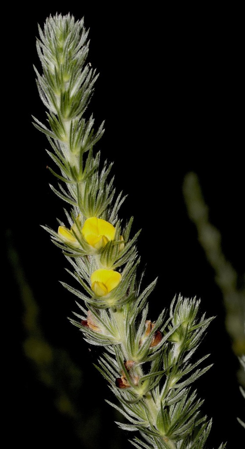 Aspalathus gerrardii photo 7