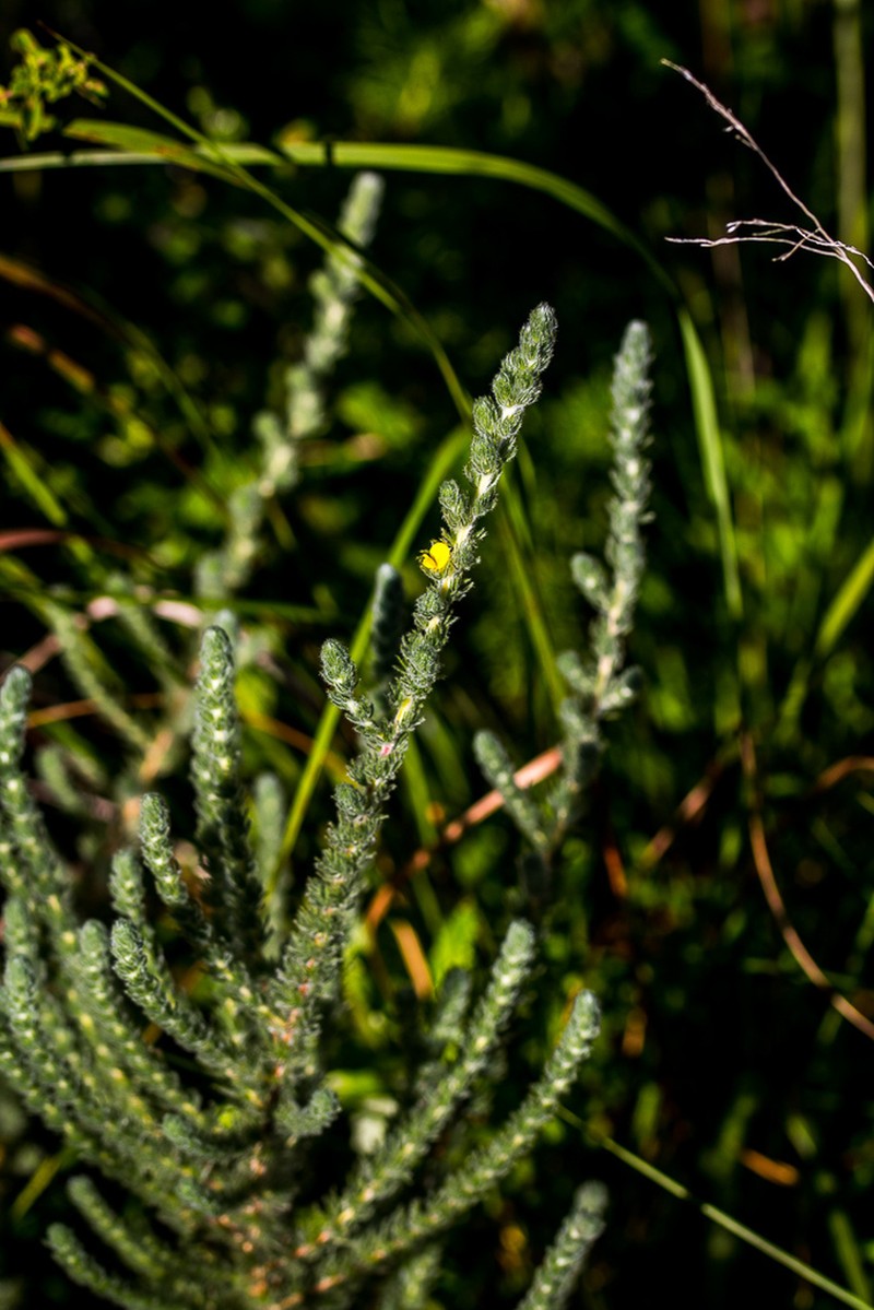 Aspalathus gerrardii photo 8
