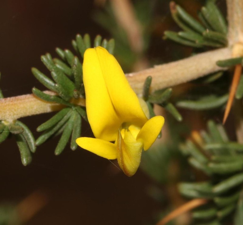 Aspalathus glabrata photo 2