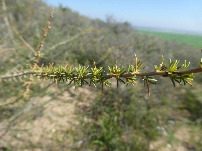 Aspalathus glabrata photo 4
