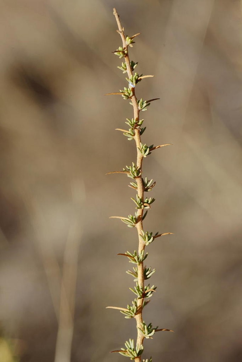 Aspalathus glabrata photo 6
