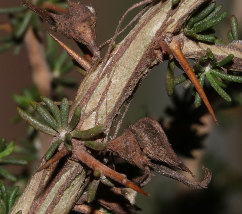 Aspalathus glabrata photo 7