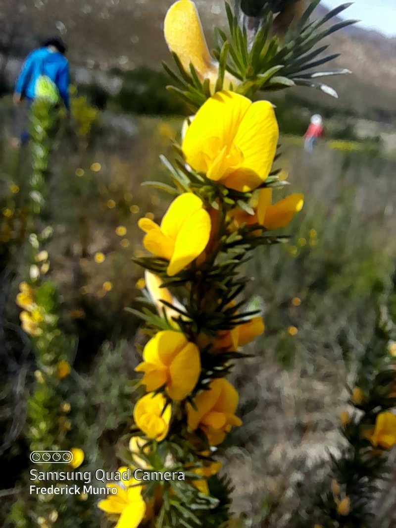 Aspalathus glabrescens