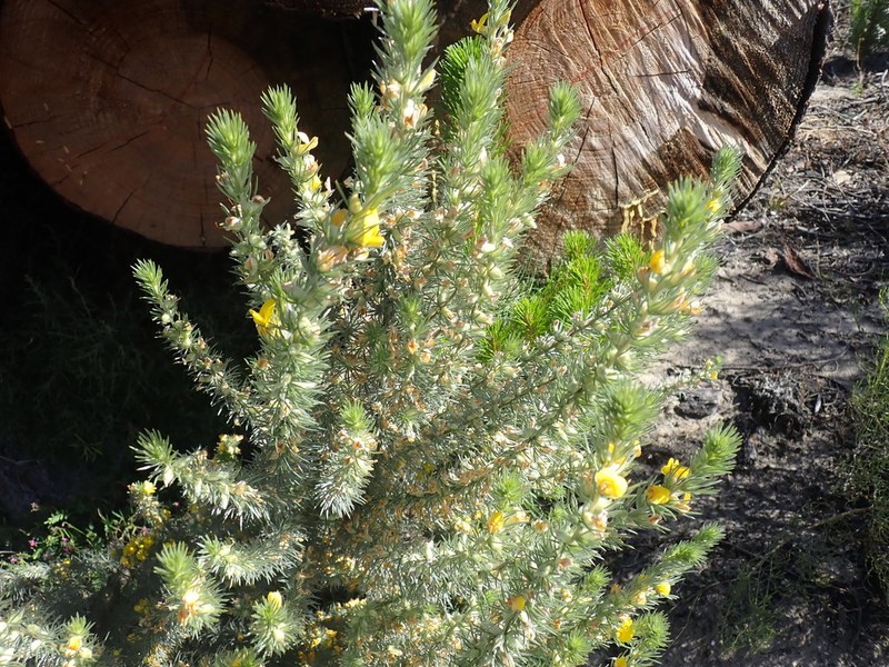 Aspalathus glabrescens photo 2