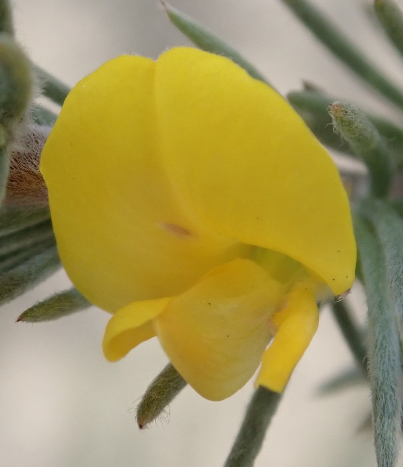 Aspalathus glabrescens photo 3