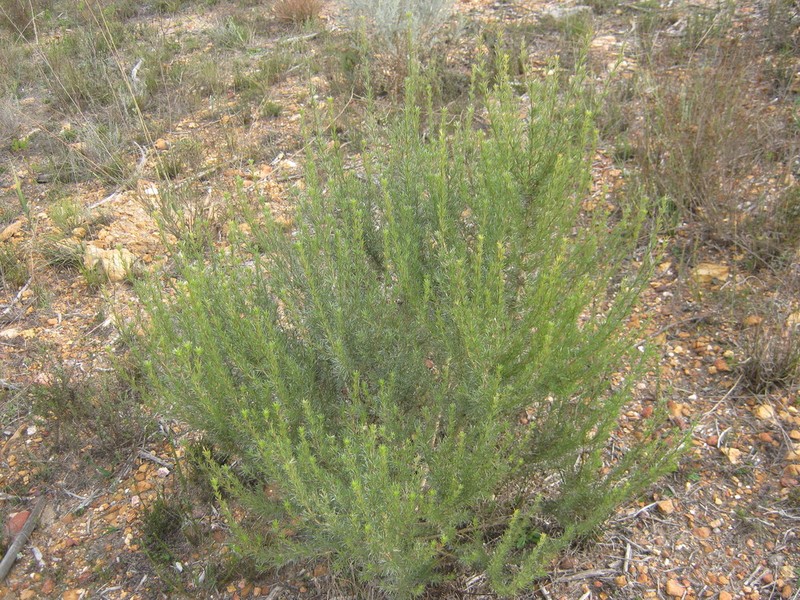 Aspalathus glabrescens photo 4