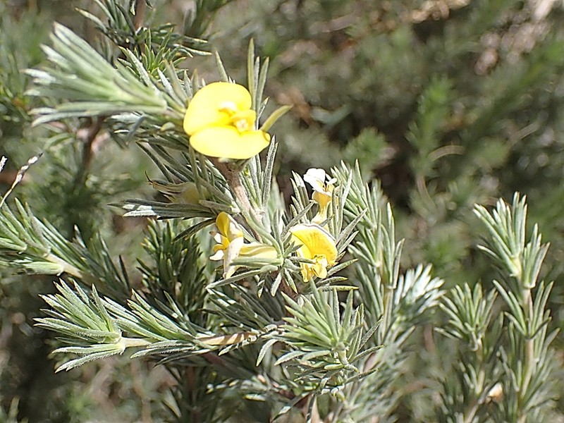 Aspalathus glabrescens photo 5