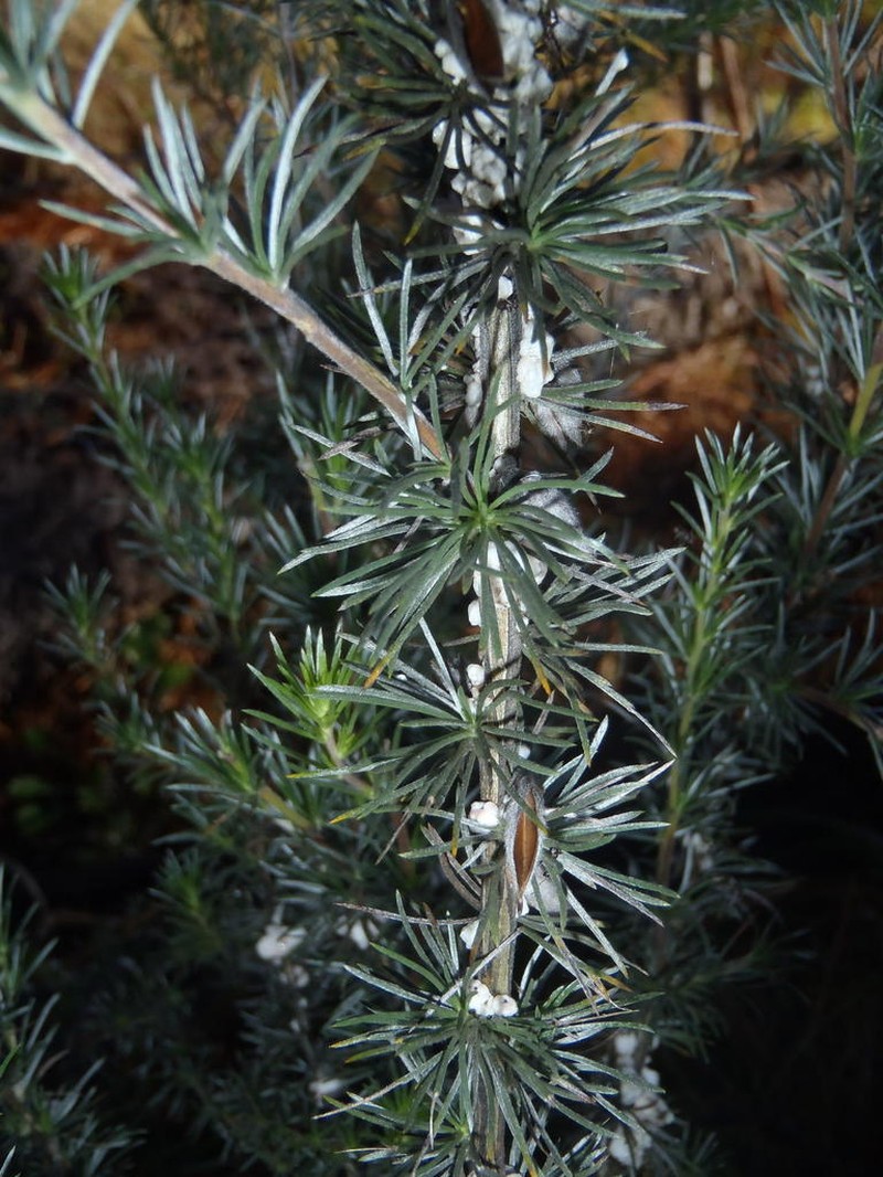 Aspalathus glabrescens photo 6