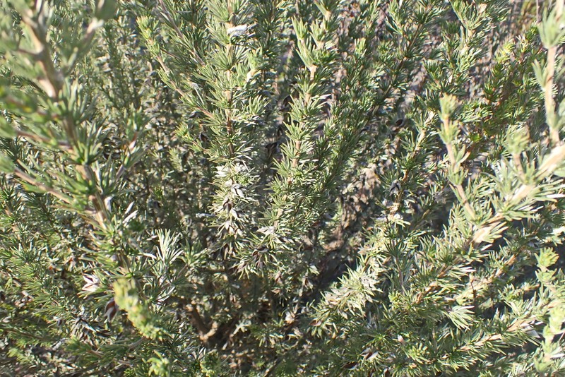 Aspalathus glabrescens photo 7