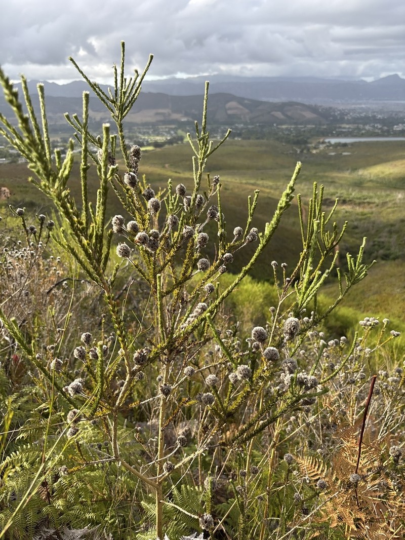 Aspalathus globosa