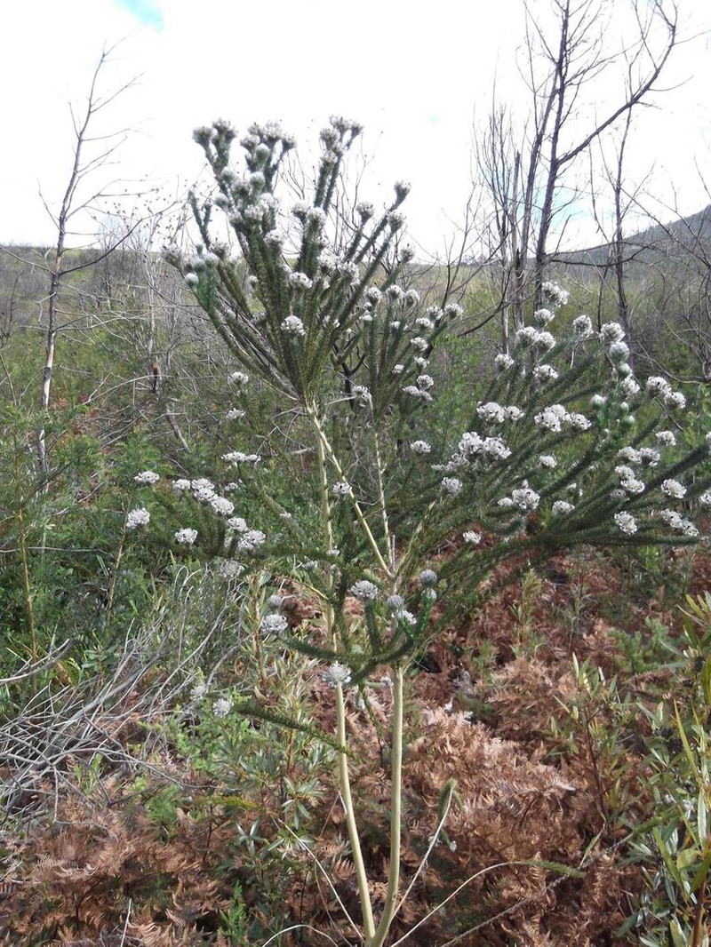 Aspalathus globosa photo 2