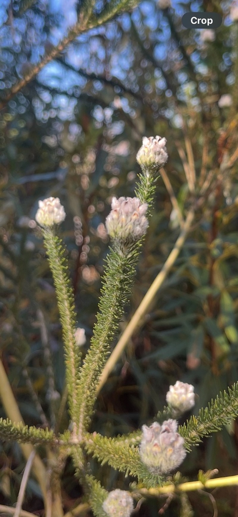 Aspalathus globosa photo 3