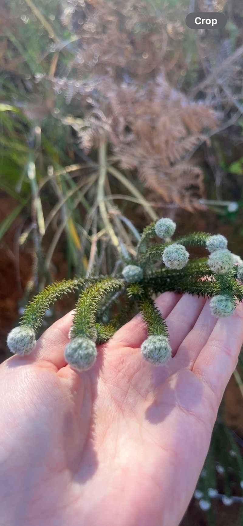 Aspalathus globosa photo 4