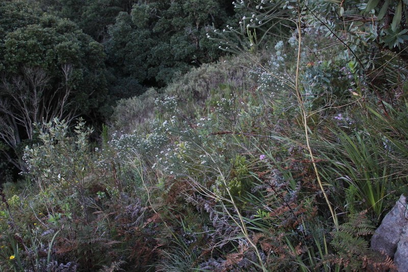 Aspalathus globosa photo 5