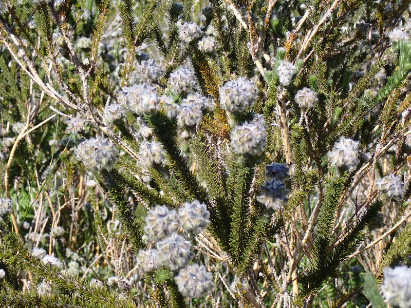 Aspalathus globosa photo 6
