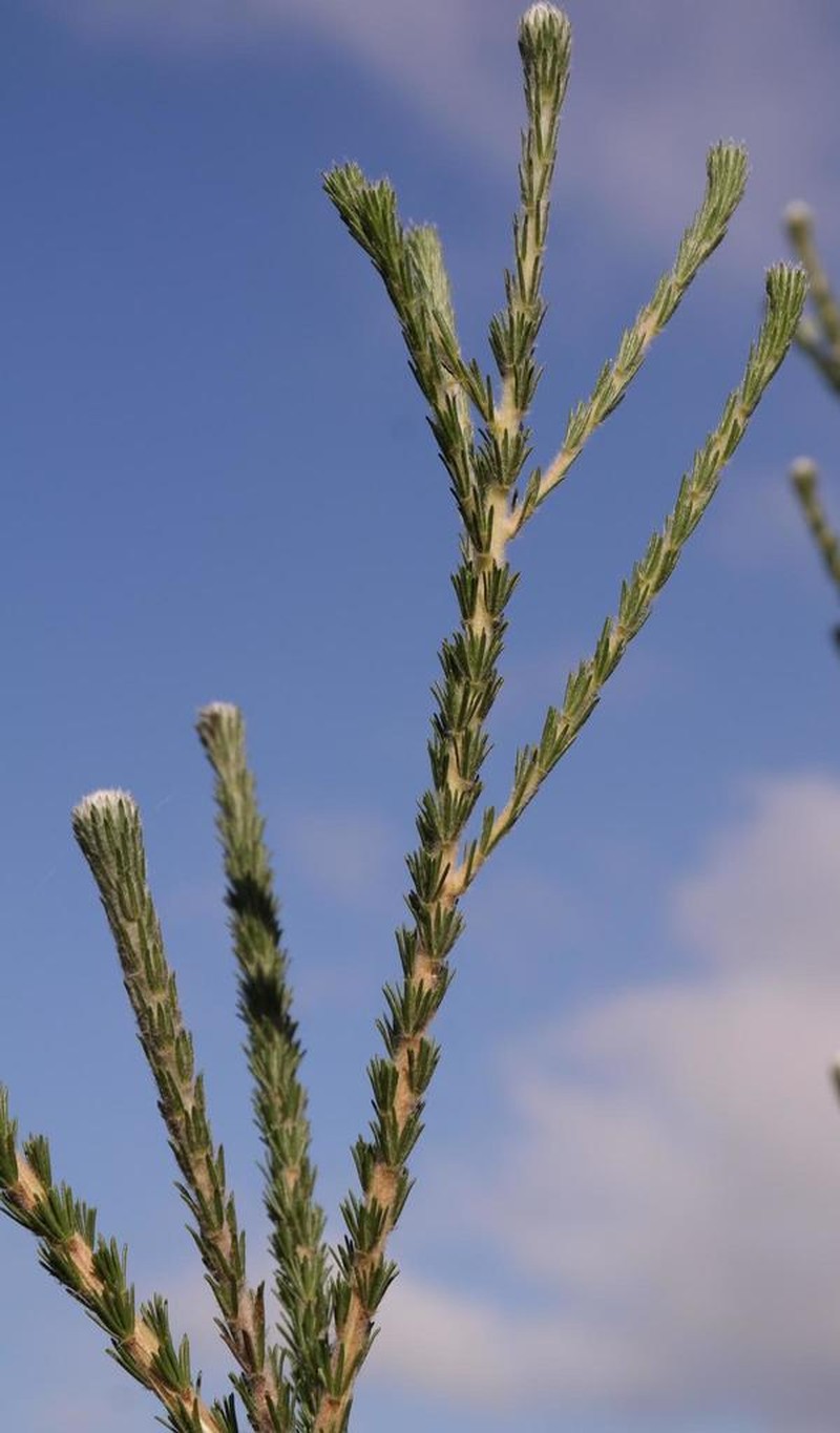 Aspalathus globosa photo 7