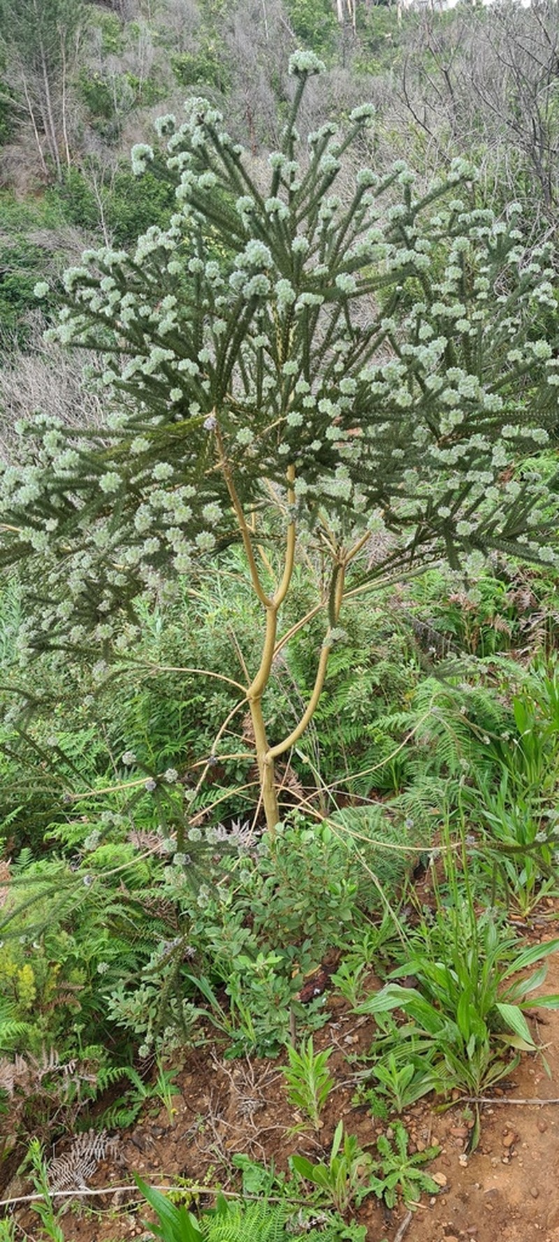 Aspalathus globosa photo 8