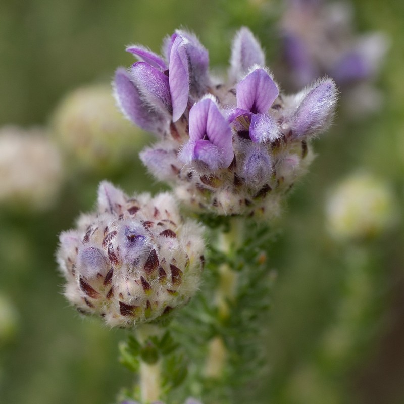 Aspalathus globulosa photo 2