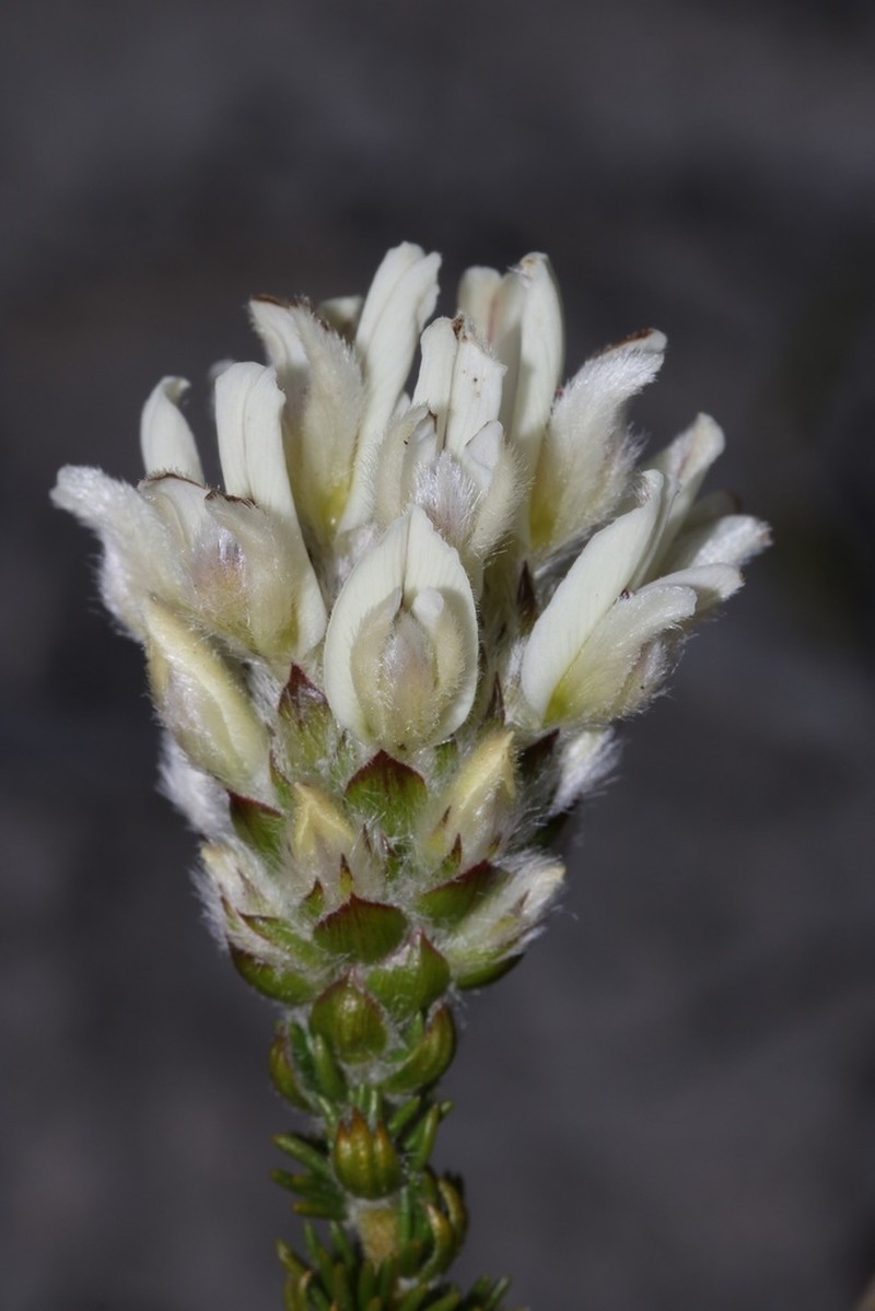 Aspalathus globulosa photo 3