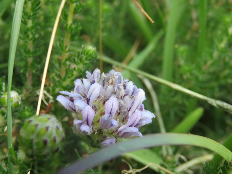 Aspalathus globulosa photo 6