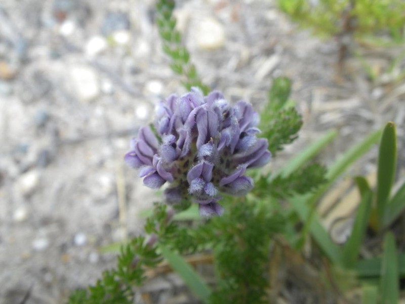 Aspalathus globulosa photo 7