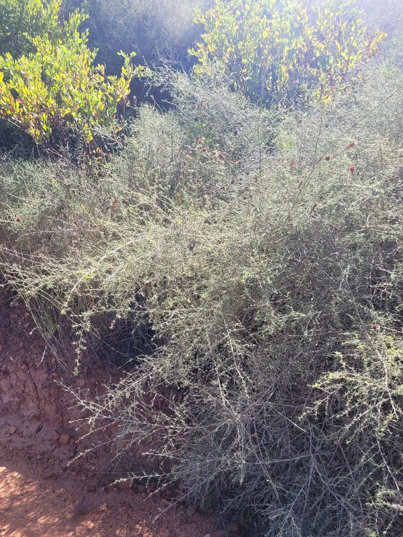 Aspalathus glossoides