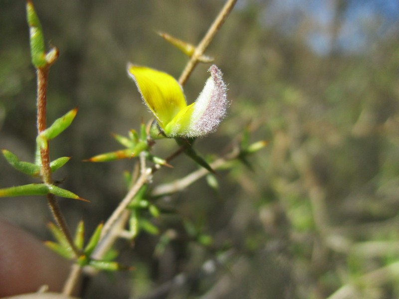 Aspalathus glossoides photo 2