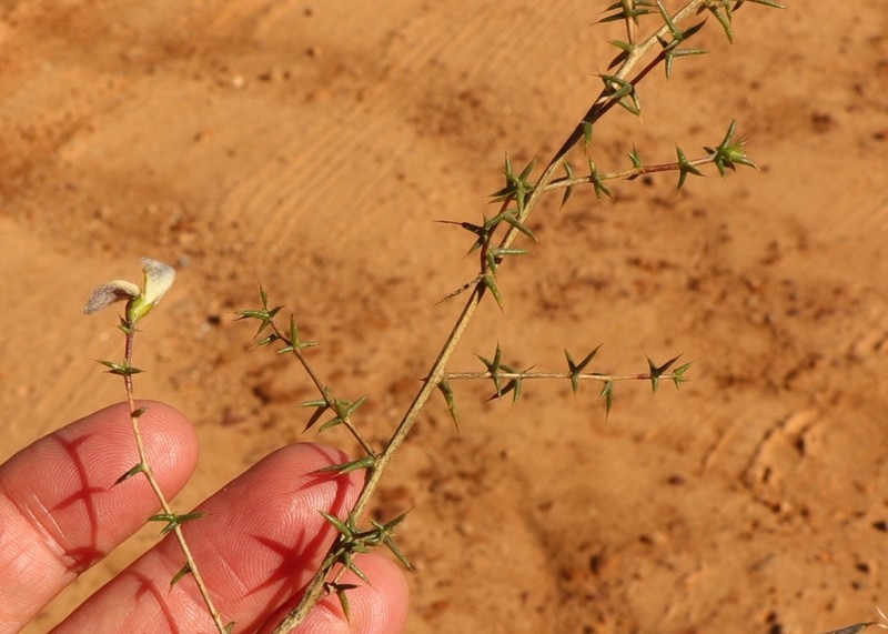 Aspalathus glossoides photo 3