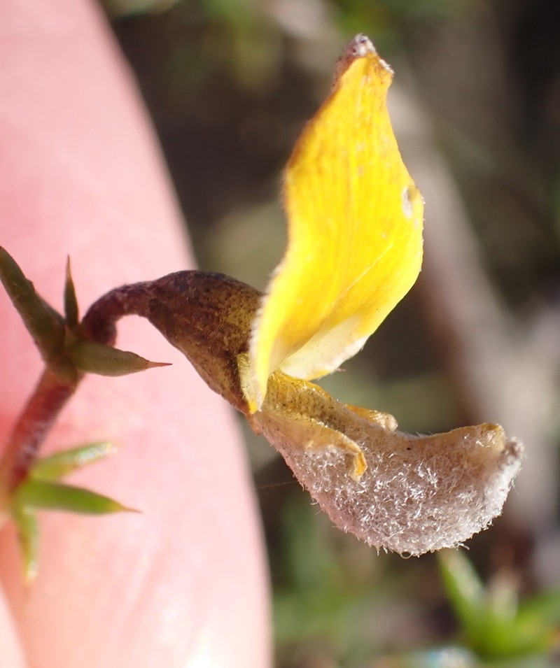 Aspalathus glossoides photo 4