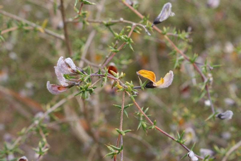 Aspalathus glossoides photo 5