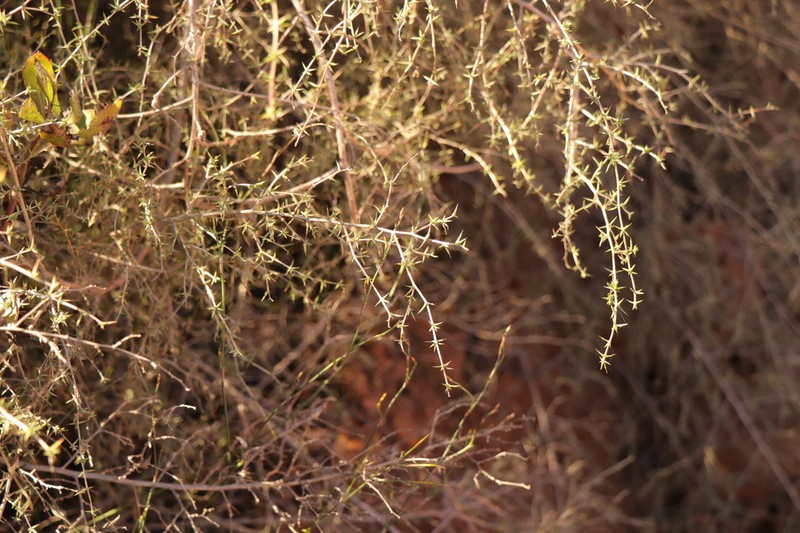 Aspalathus glossoides photo 6