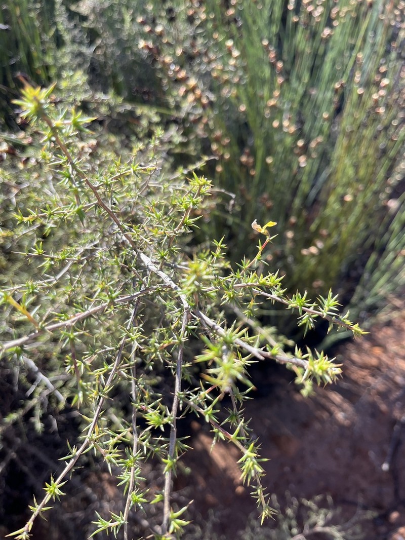 Aspalathus glossoides photo 7