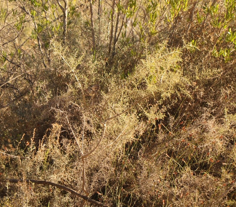 Aspalathus glossoides photo 8