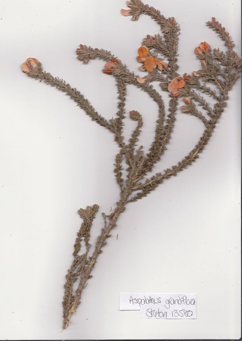 Aspalathus grandiflora photo 2