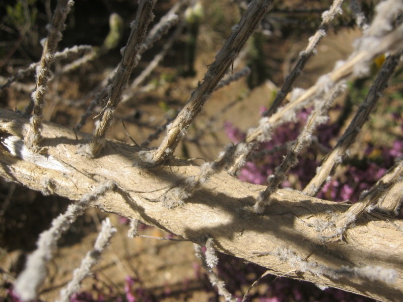 Aspalathus grandiflora photo 3