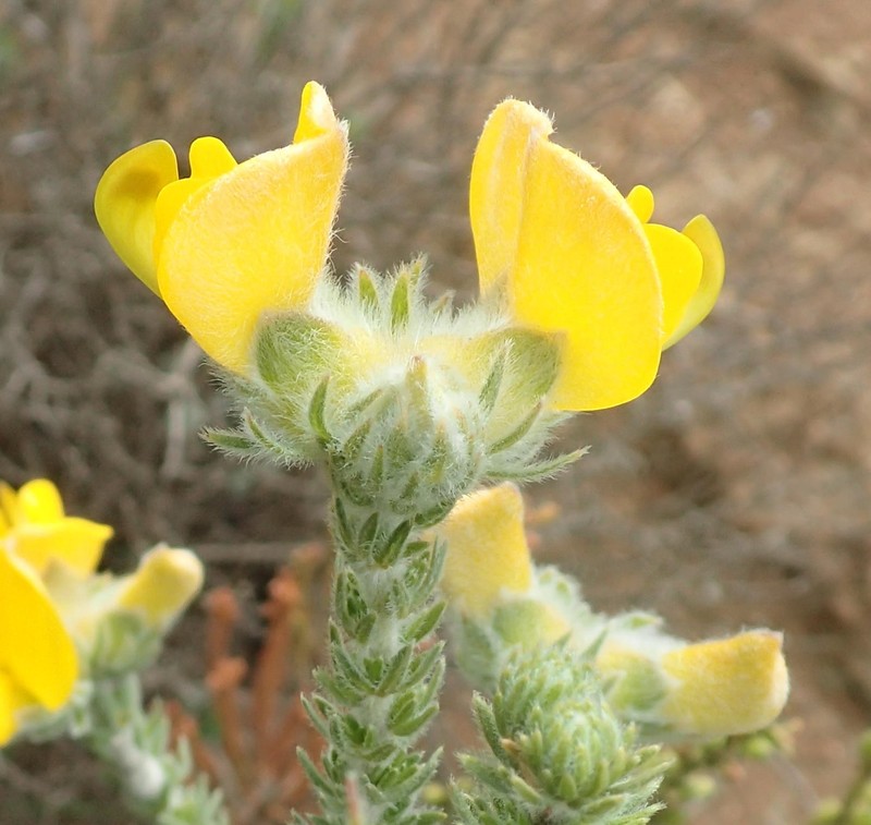 Aspalathus grandiflora photo 4