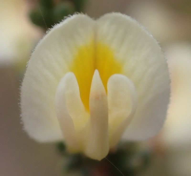 Aspalathus granulata photo 2