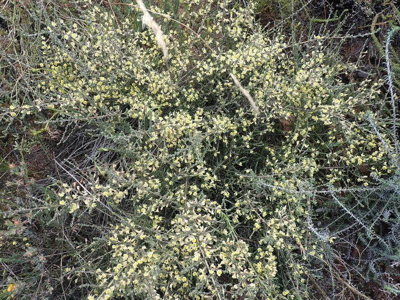Aspalathus granulata photo 3