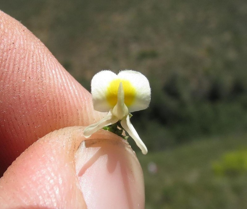 Aspalathus granulata photo 5
