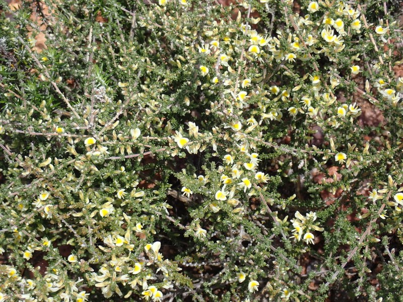 Aspalathus granulata photo 6