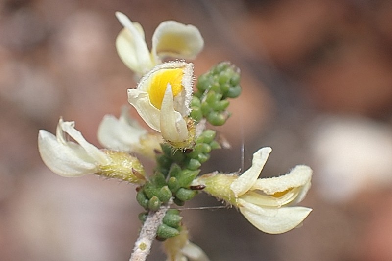 Aspalathus granulata photo 7